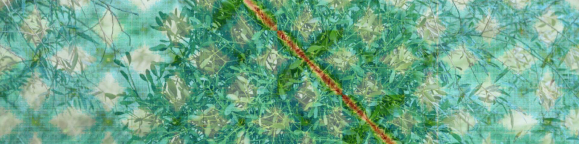 European Mistletoe (Viscum album) overlaid by Hi-C plot of its genome