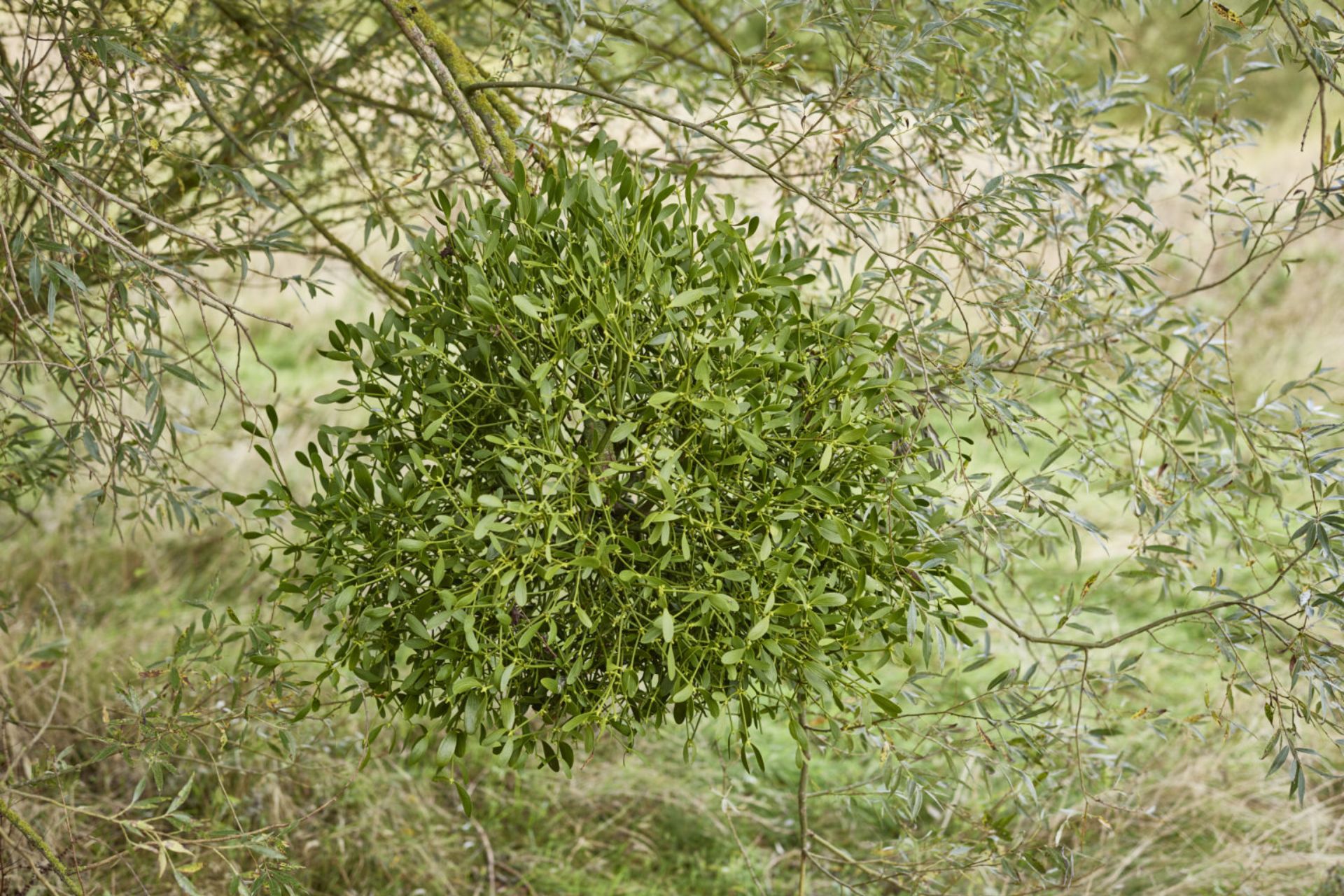 European Mistletoe growing in the wild