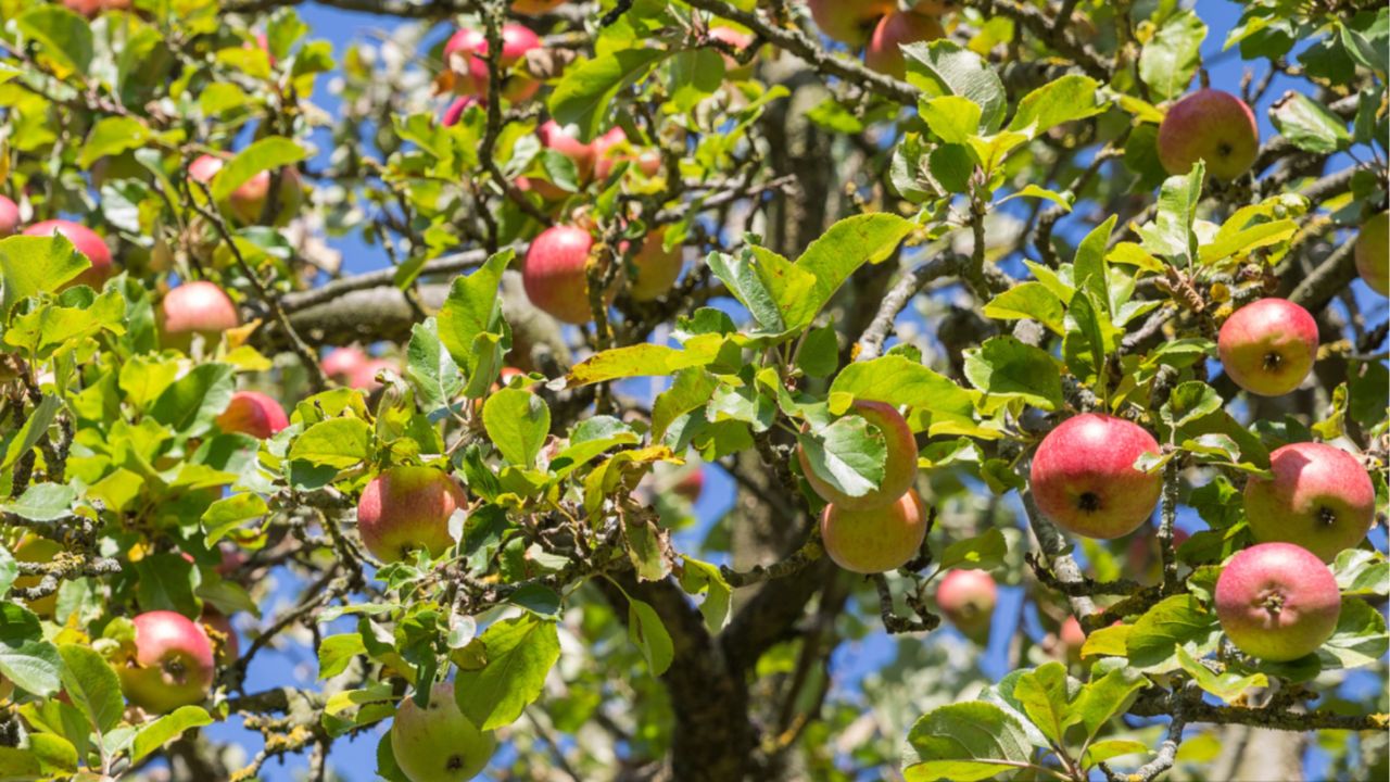 'Newton's Apple' tree (Malus domestica 'Flower of Kent')