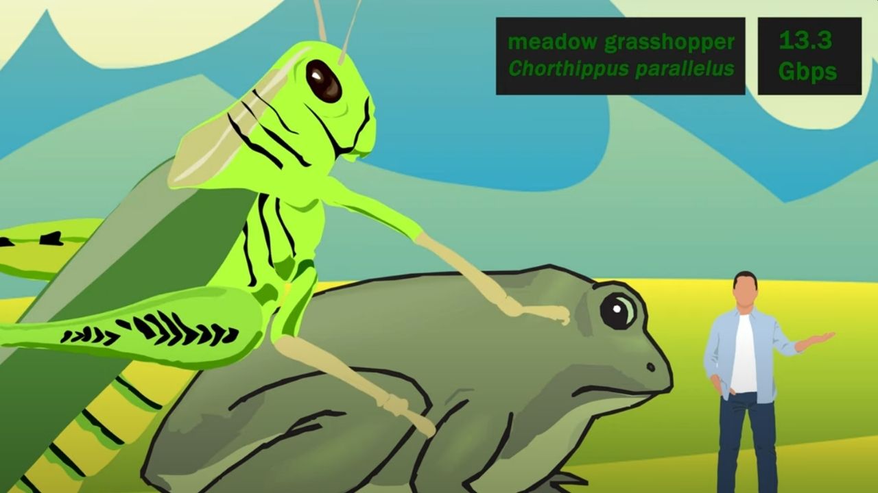 Graphic showing respective sizes of grasshopper, toad and human genomes