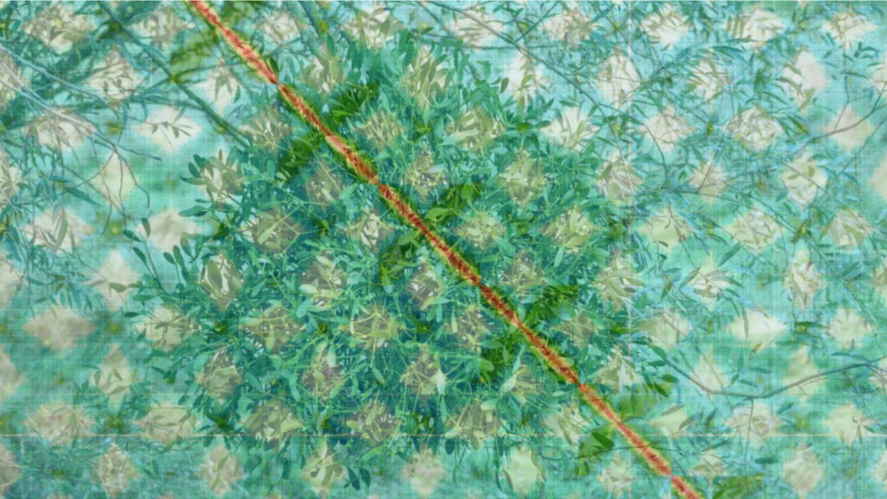 European Mistletoe (Viscum album) overlaid with its Hi-C plot