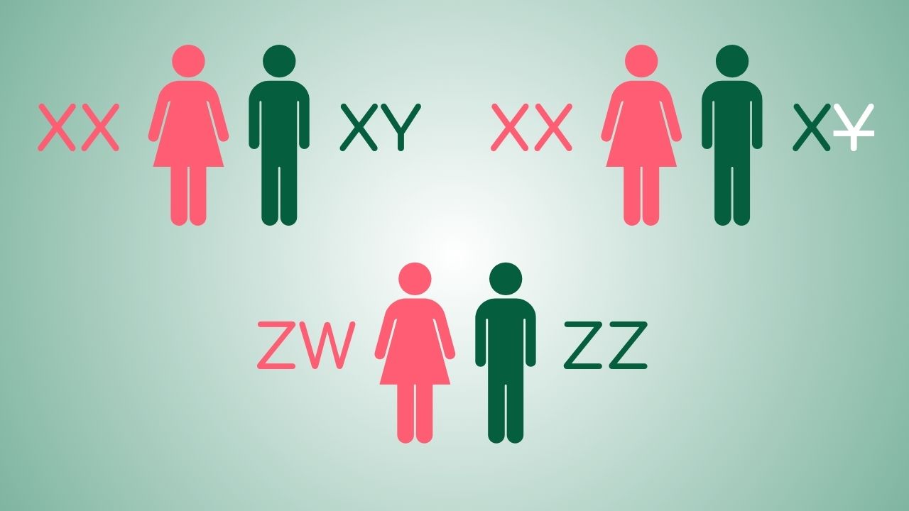 Graphic showing different sex chromosome arrangements in nature