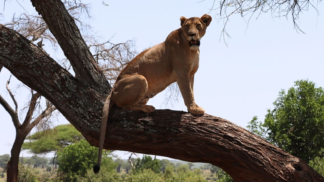 Tree-climbing lionness (Panthera leo)