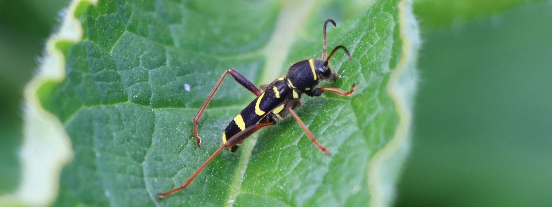 Northern Gannets (Morus bassanus)
