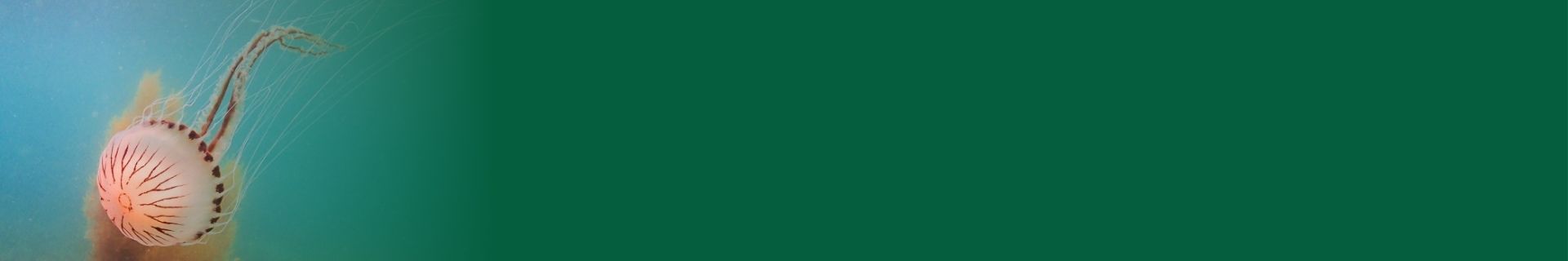 Compass Jellyfish (Chrysaora hysoscella)